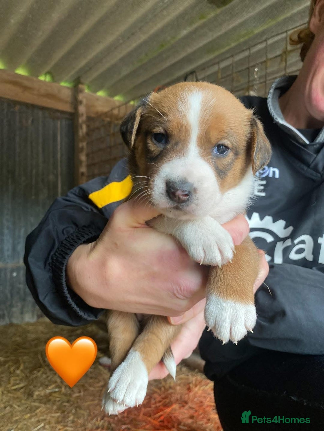 Welsh Collie dogs for sale: Welsh Sheepdog Puppies - Image 4