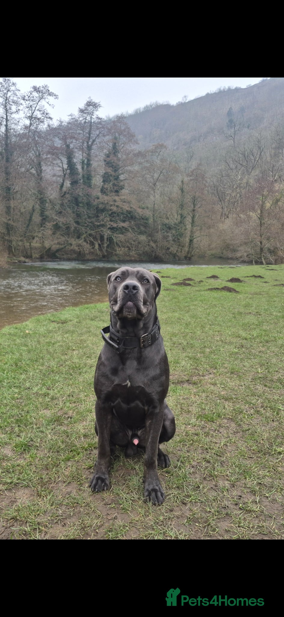 Cane Corso dogs 10 month old cane corso read the description  - Advert 1