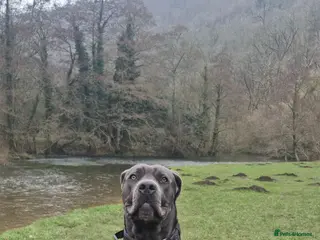 Cane Corso dogs 10 month old cane corso read the description - Advert 1