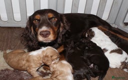 Cocker Spaniel dogs for sale: Beautiful KC reg Cocker Spaniel Pups - Image 14