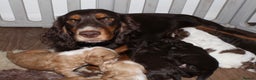 Cocker Spaniel dogs for sale: Beautiful KC reg Cocker Spaniel Pups - Advert 7