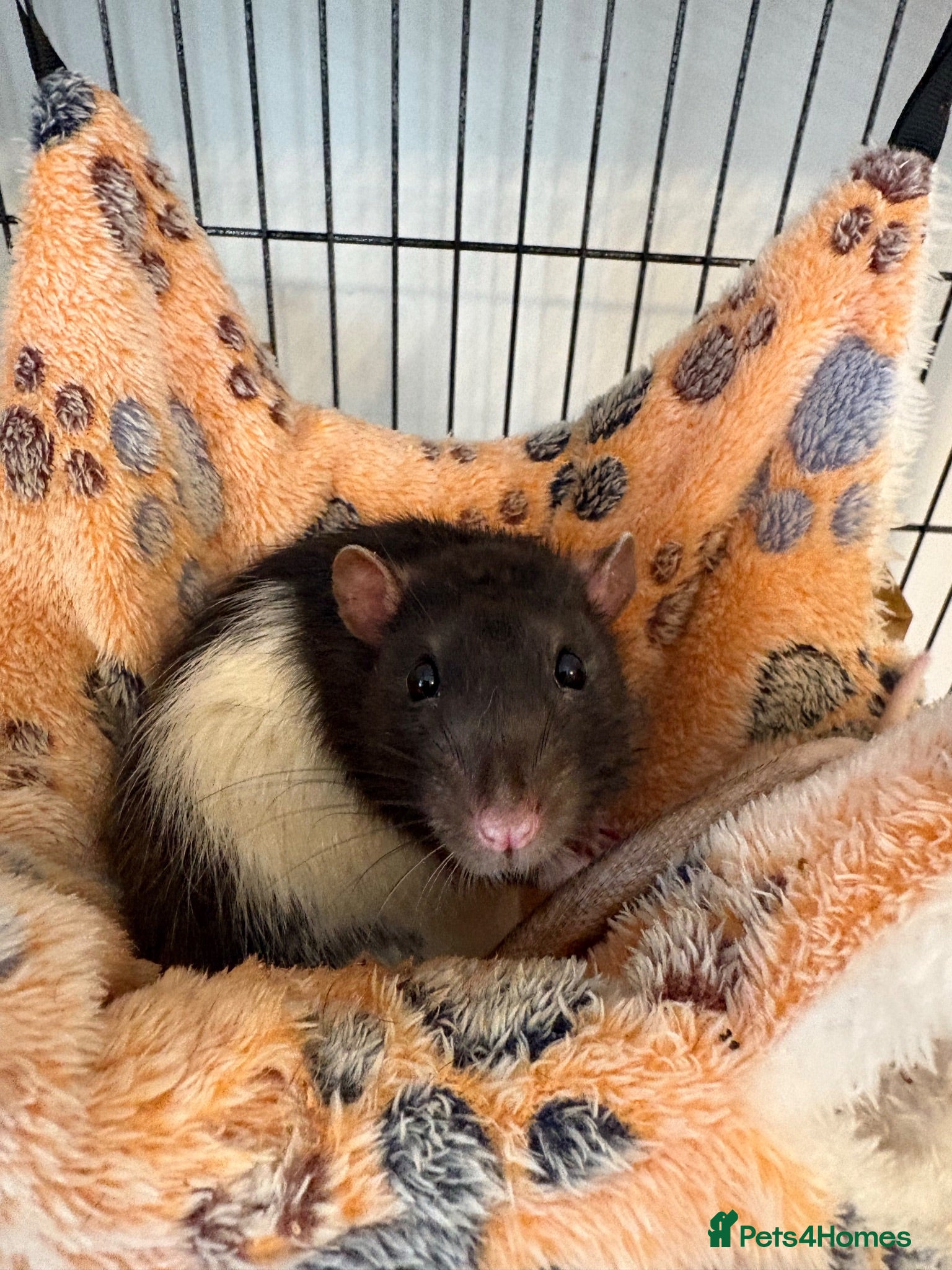 Rat rodents oreo, cheeto kitkat & coco need loving home  - Advert 1