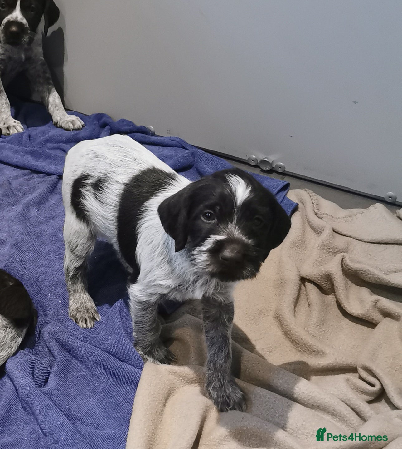 German Wirehaired Pointer dogs 4 x beautiful german wirehaired pointers  - Advert 7