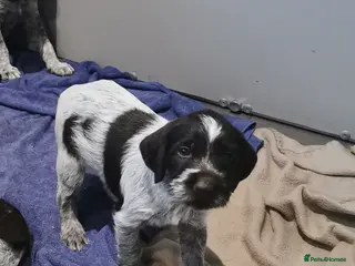 German Wirehaired Pointer dogs 4 x beautiful german wirehaired pointers - Advert 7