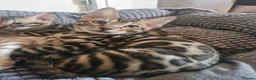 Bengal cats for sale: TICA Genetic Health Tested Kittens - Advert 19