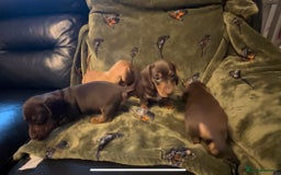 Miniature Dachshund dogs for sale: Kc registered Miniature dachshund puppies  - Image 15