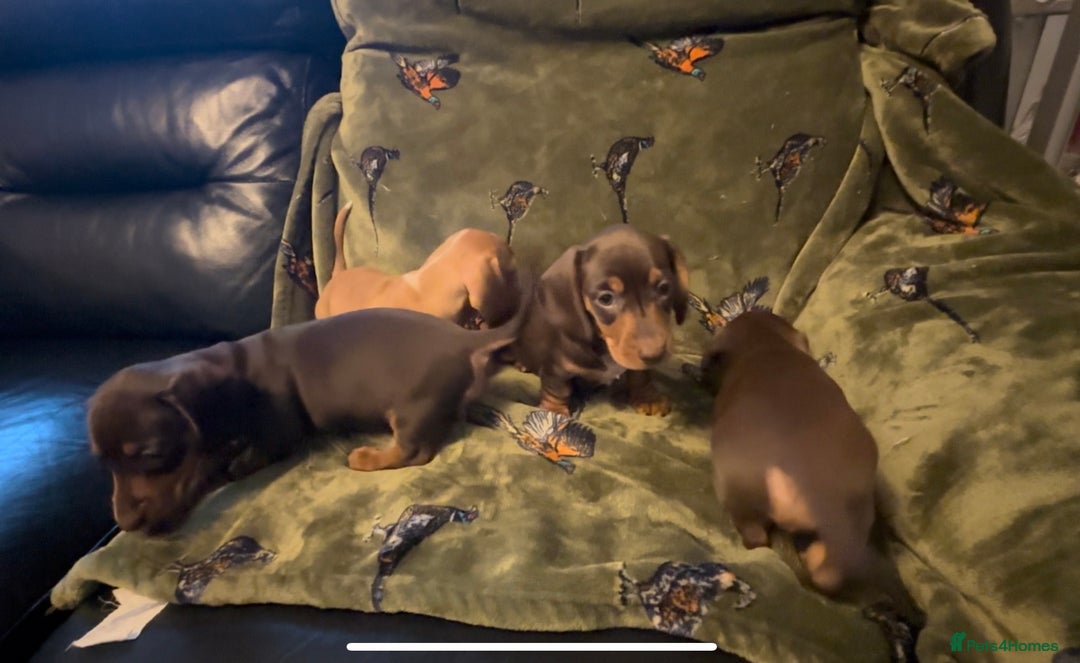 Miniature Dachshund dogs for sale: Kc registered Miniature dachshund puppies  - Image 15