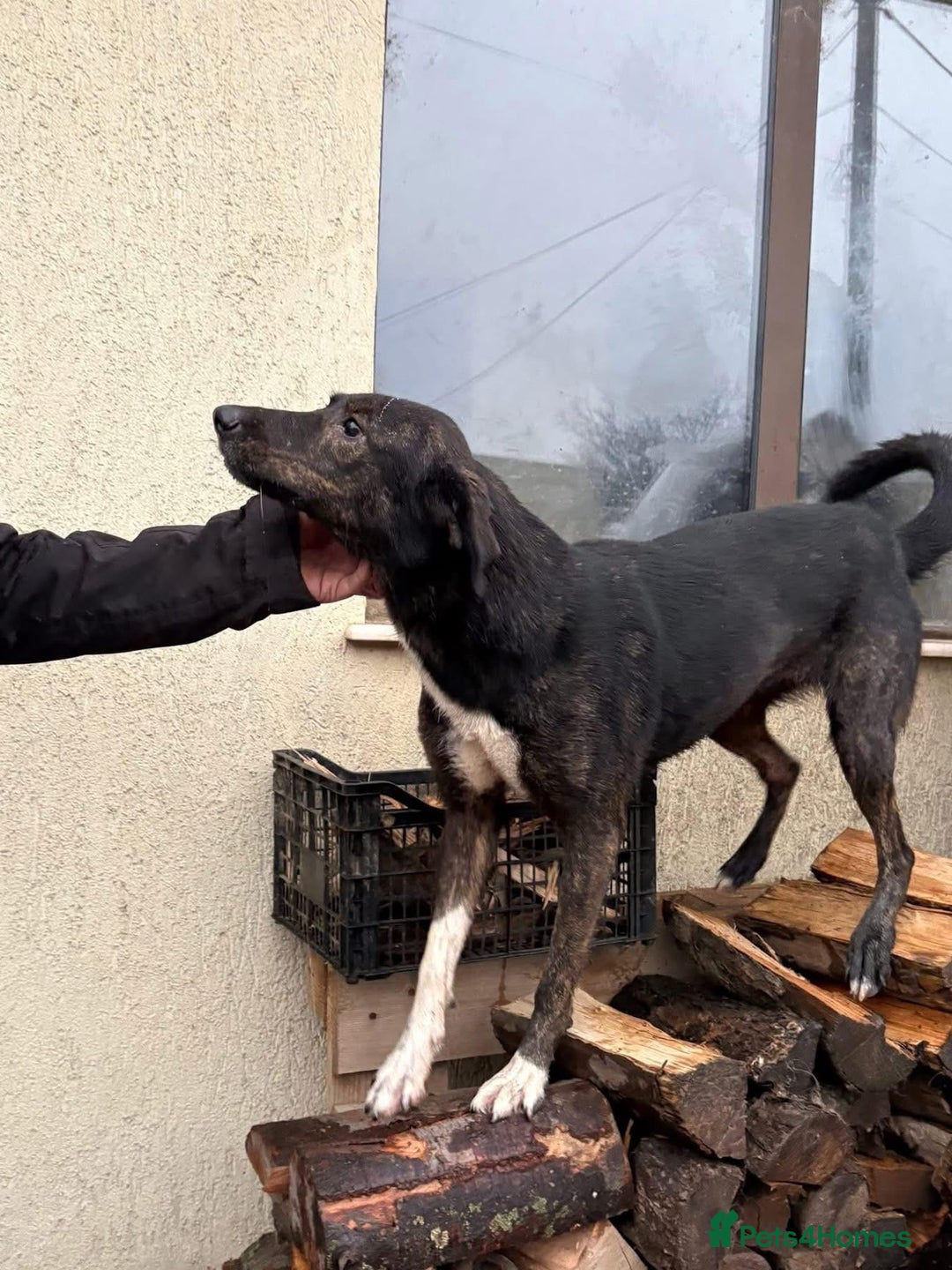 Mixed Breed dogs for adoption: Bonnie (Bokri) Norwich Norfolk  - Advert 16