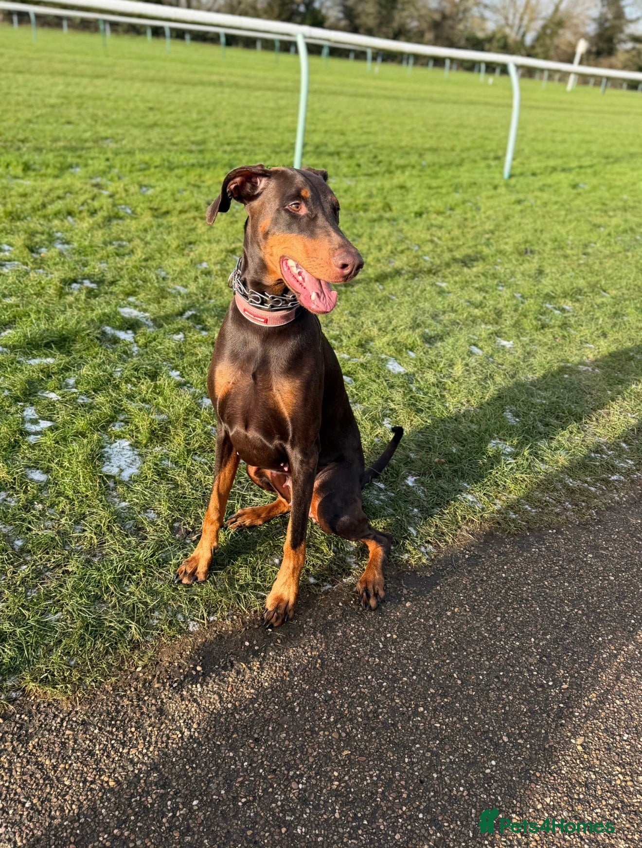 Dobermann dogs for sale: 6 Beautiful Doberman Puppies - Advert 2