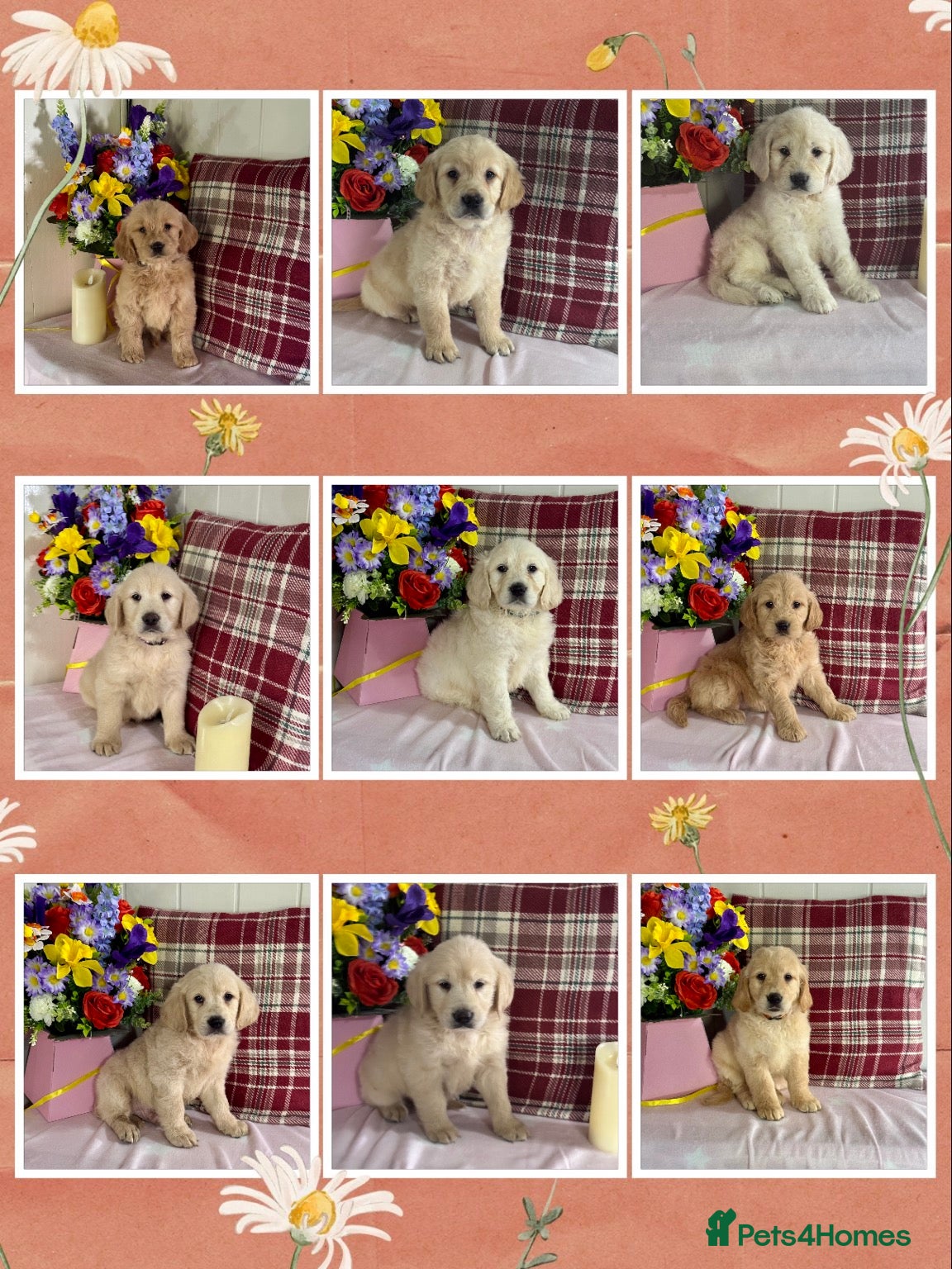 Mini Goldendoodle dogs 9 mini Goldendoodles puppies for sale - Advert 9