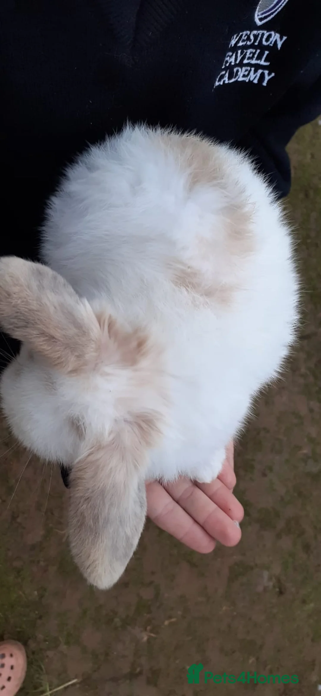 Mini Lop rabbits for sale: Mini lop babies  - Advert 10
