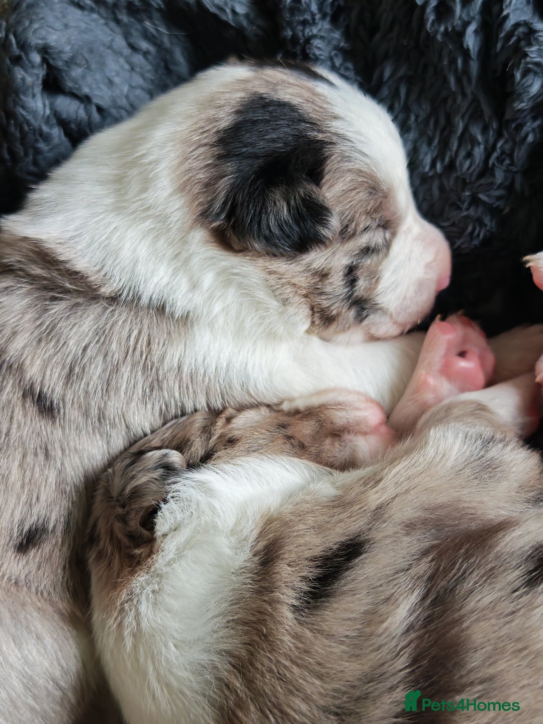 Border Collie dogs for sale: KC registered border collie puppies  - Advert 16