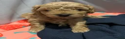 Cavapoo dogs for sale: Beautiful tiny f1bb cavapoo puppies PRA clear in Rainham - Advert 4