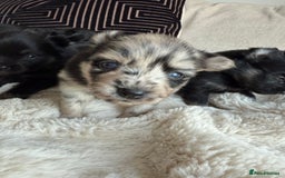 Pomsky dogs for sale: 5 High Quality Pomsky Puppies  - Advert 5