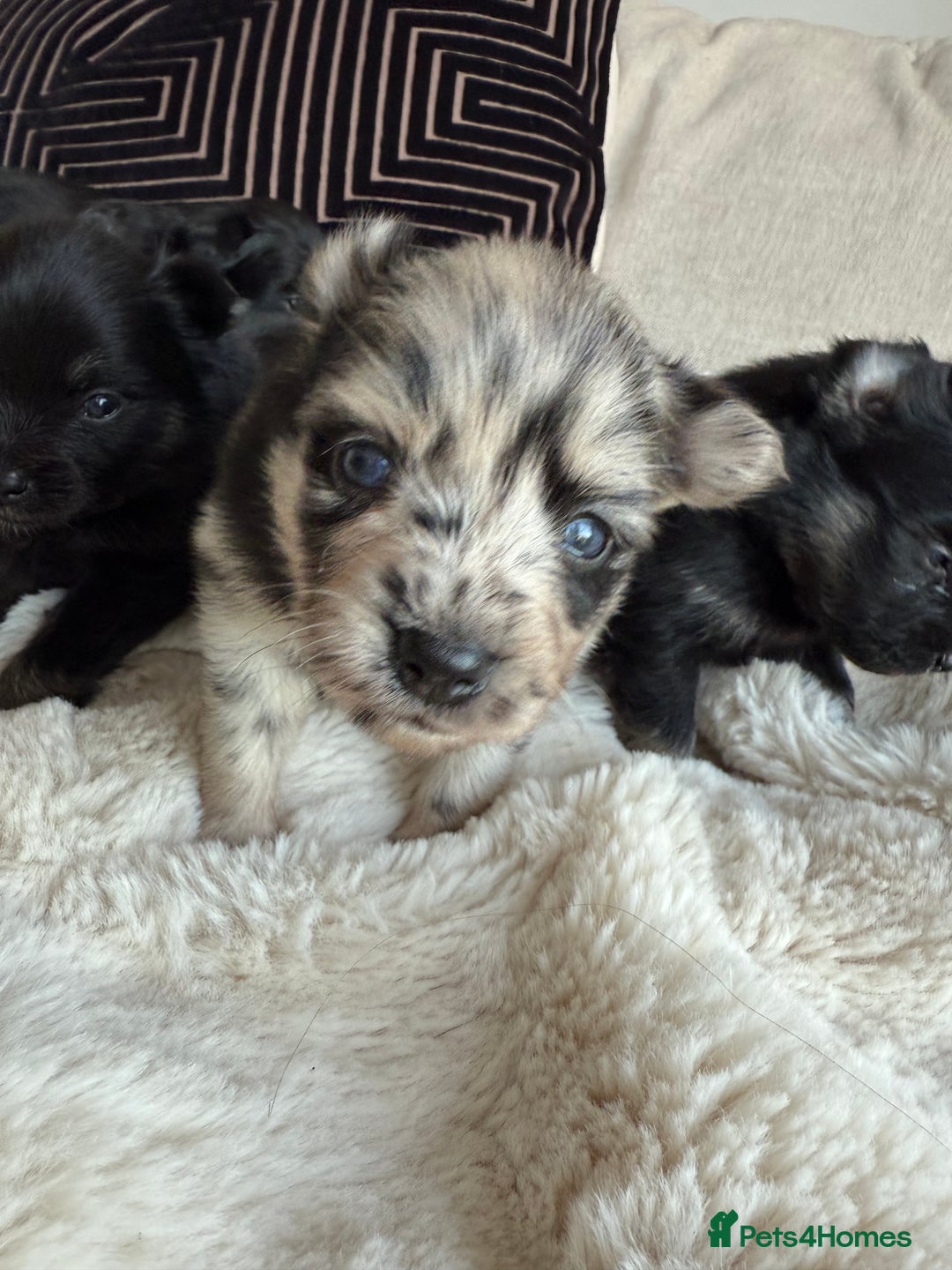 Pomsky dogs for sale: 5 High Quality Pomsky Puppies  - Advert 5