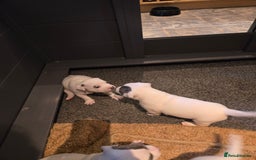 Staffordshire Bull Terrier dogs for sale: VERY RARE WHITE BLUE PIED & BLUE/WHITE SBT'S - Image 4