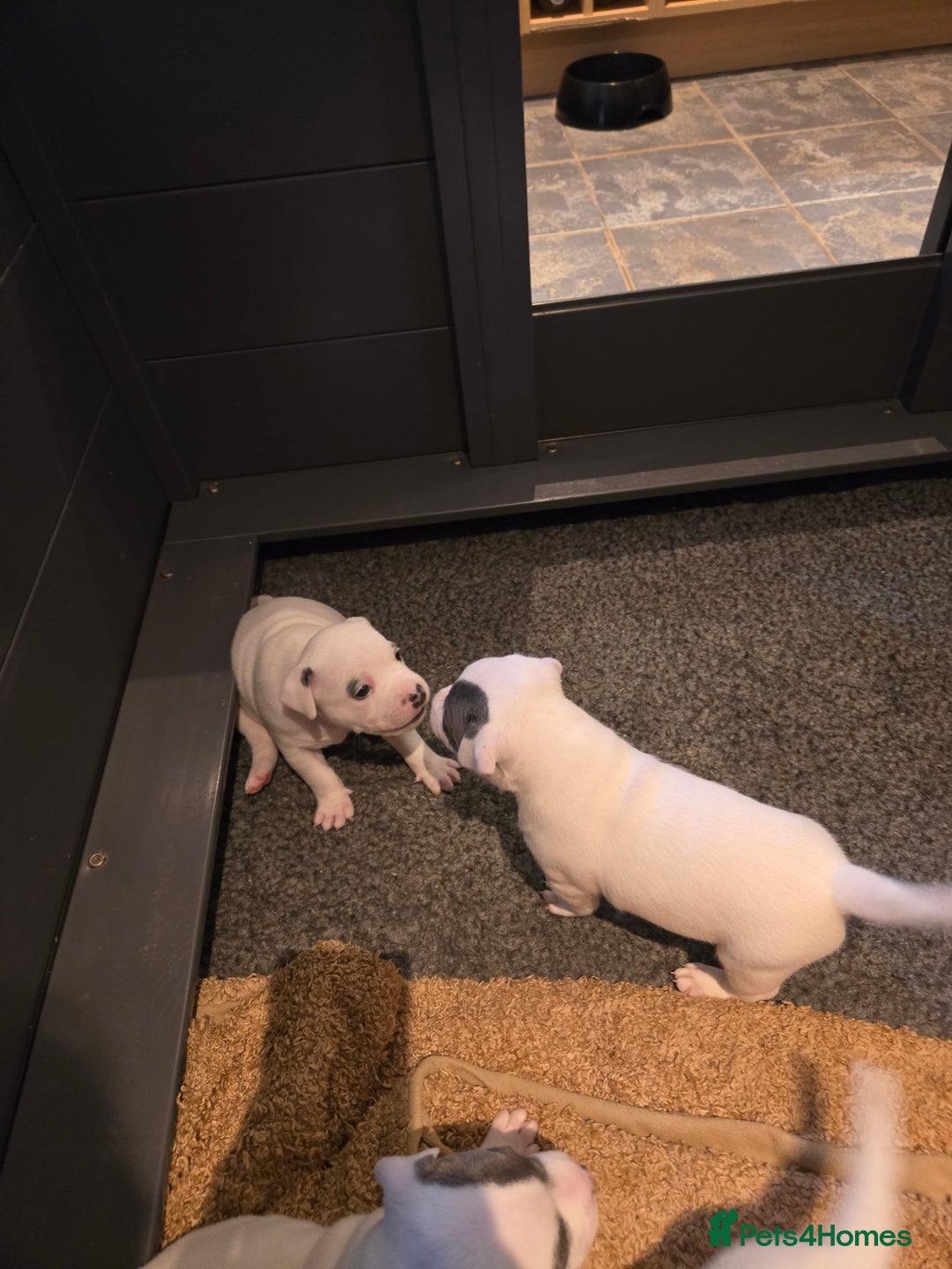 Staffordshire Bull Terrier dogs for sale: VERY RARE WHITE BLUE PIED & BLUE/WHITE SBT'S - Image 4
