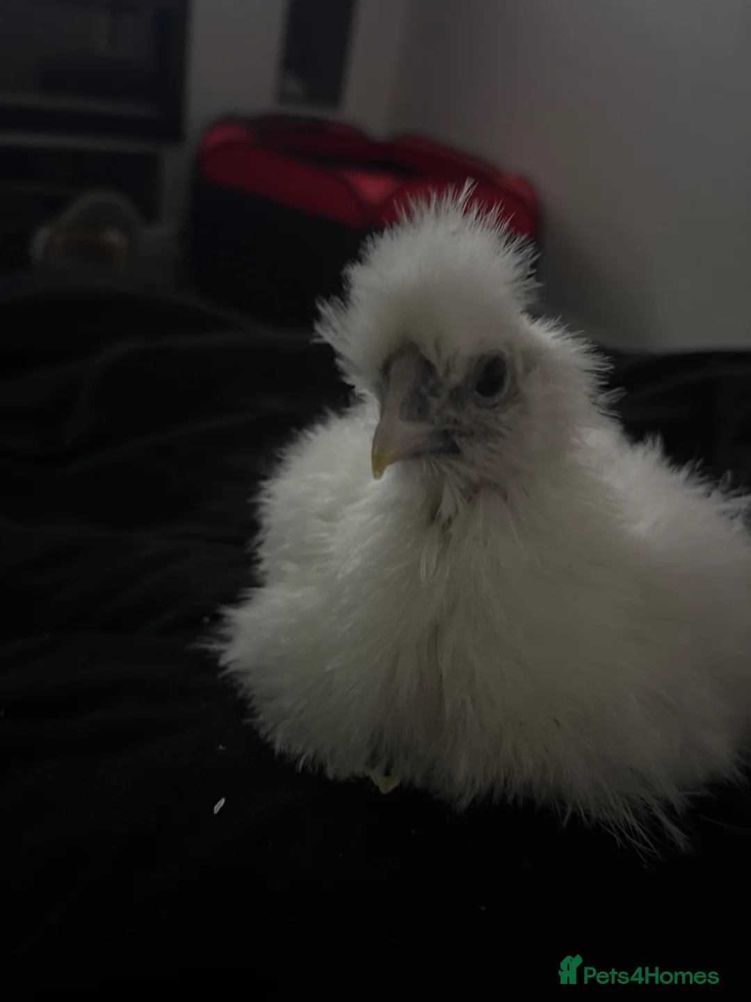 Chickens poultry for sale: Mixed aged chickFull silkies and silkie black rock in Liverpool - Advert 2