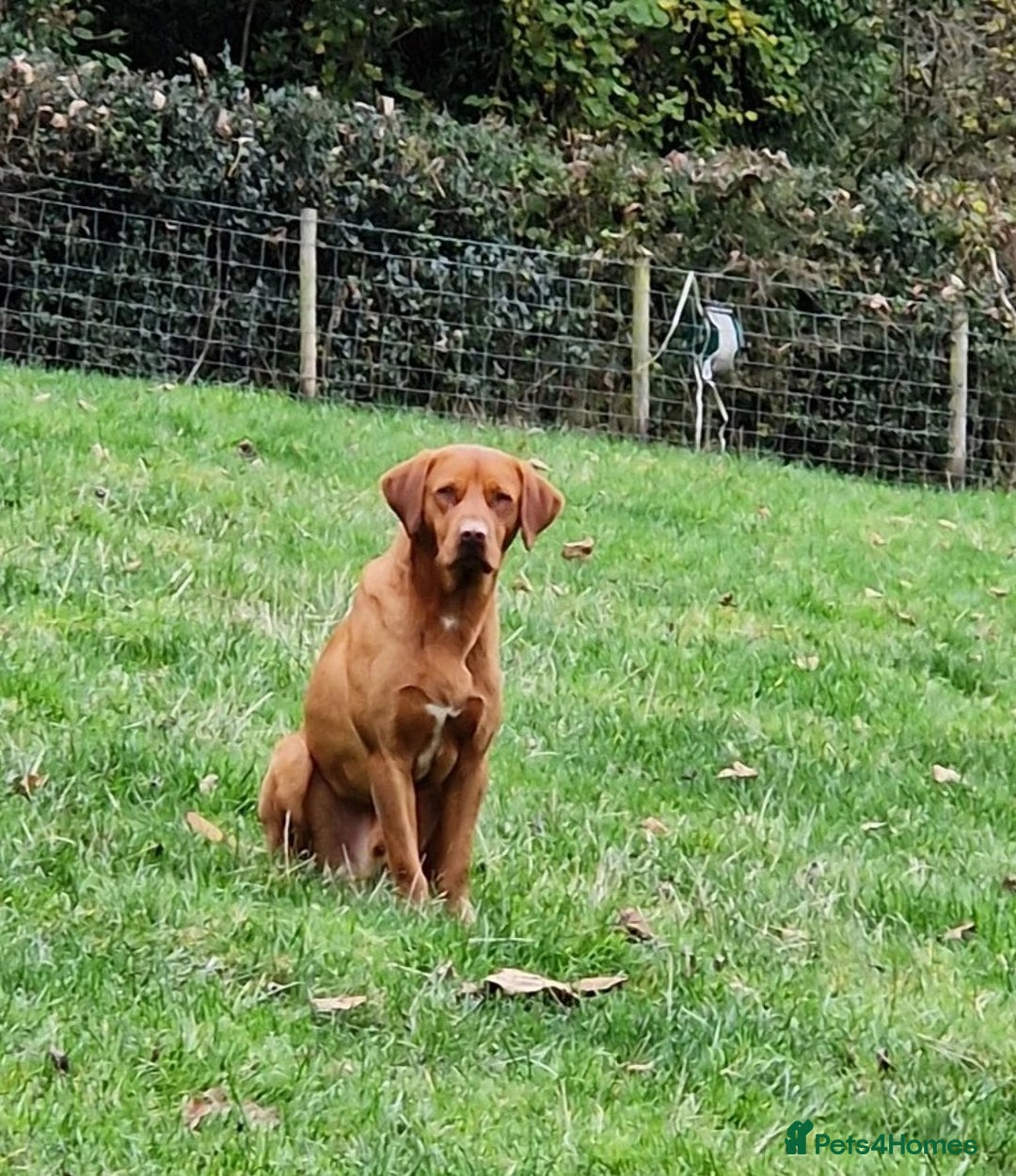 Labrador Retriever dogs for sale: KC Fox Red Labrador Pups *Ready for home 20/12/25* - Image 19