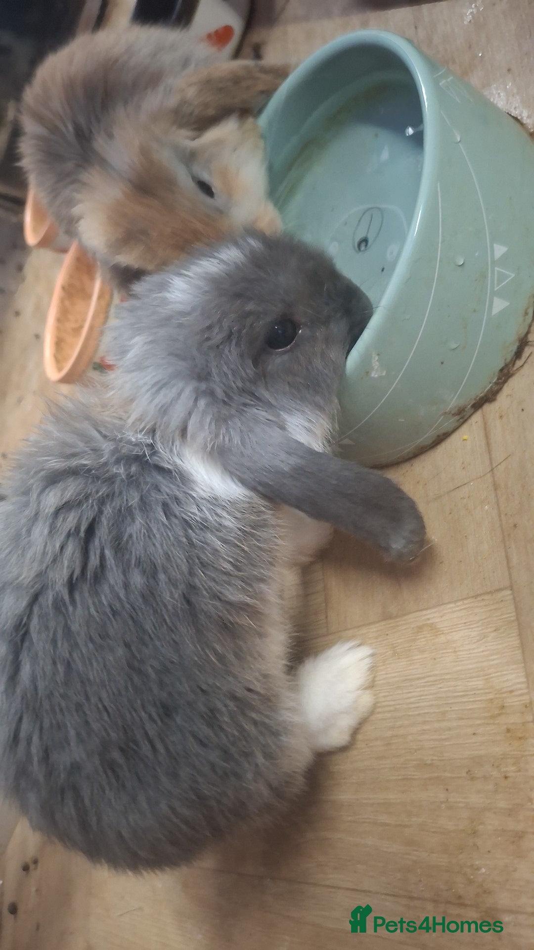Mini Lop rabbits for sale: 4 beautiful mini lops ready to leave now. - Advert 5