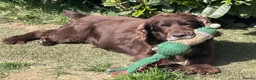Cocker Spaniel dogs for sale: Cocker Spaniel Puppies - Advert 22