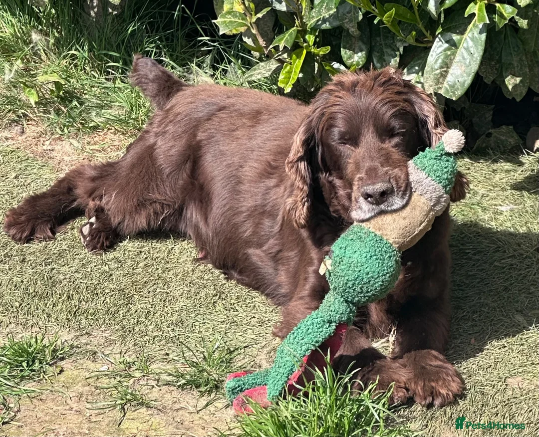Cocker Spaniel dogs for sale: Cocker Spaniel Puppies - Advert 22