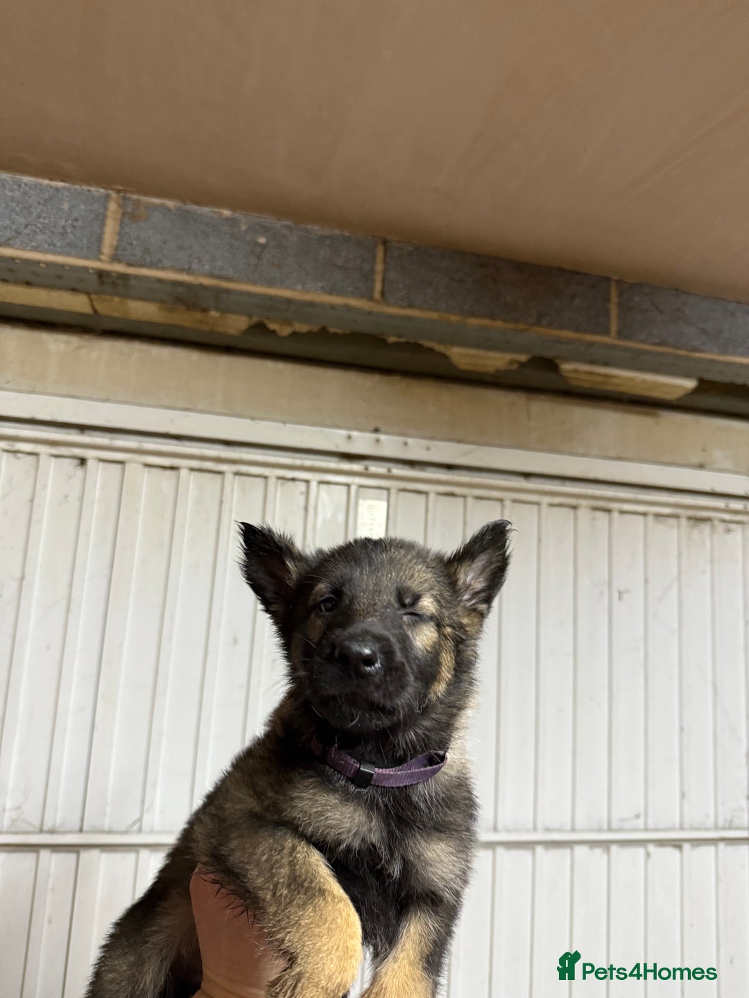 German Shepherd dogs for sale: German shepherd pups  - Advert 13