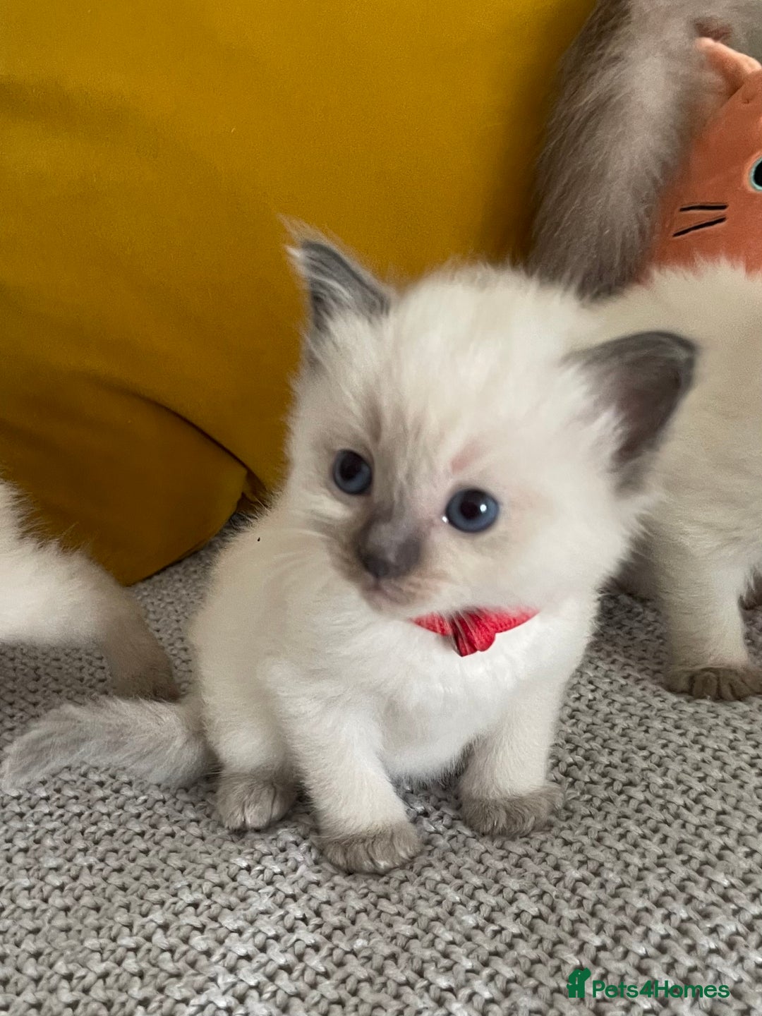 Ragdoll cats for sale: GCCF Ragdoll Kittens - Image 11