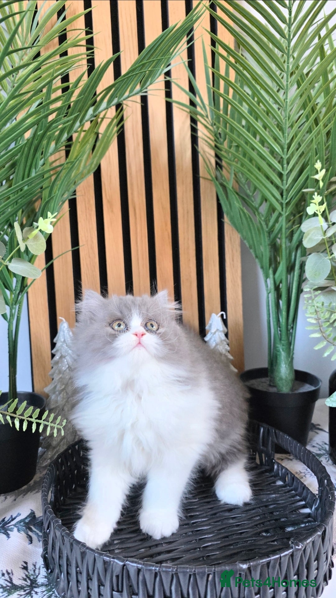 Mixed Breed cats for sale: Beautiful Ragdoll-Persian kittens - Advert 10