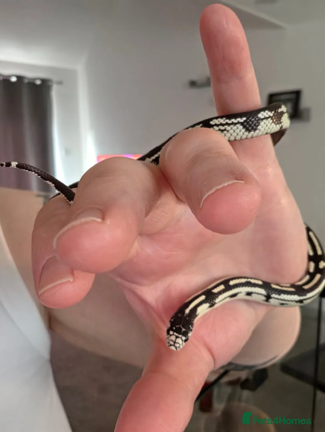 King Snake reptiles for sale: Juvenile California King Snake - Advert 2