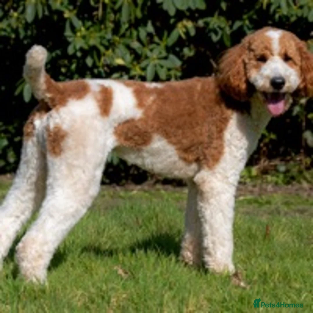 Goldendoodle dogs for stud: Red & White Parti Fully HealthTested Goldendoodle - Advert 9