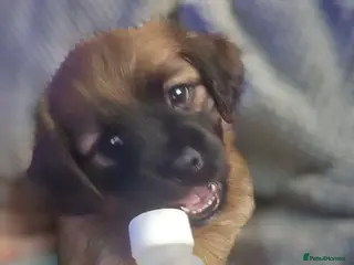 Mixed Breed dogs Tan girls - Advert 9