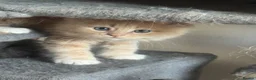 Mixed Breed cats for sale: Stunning Maine coon cross ragdoll kittens ready - Advert 7