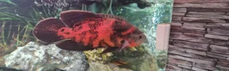 Cichlids fish for sale: Oscar Cichlid  - Advert 1
