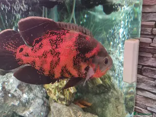 Cichlids fish Oscar Cichlid - Advert 11