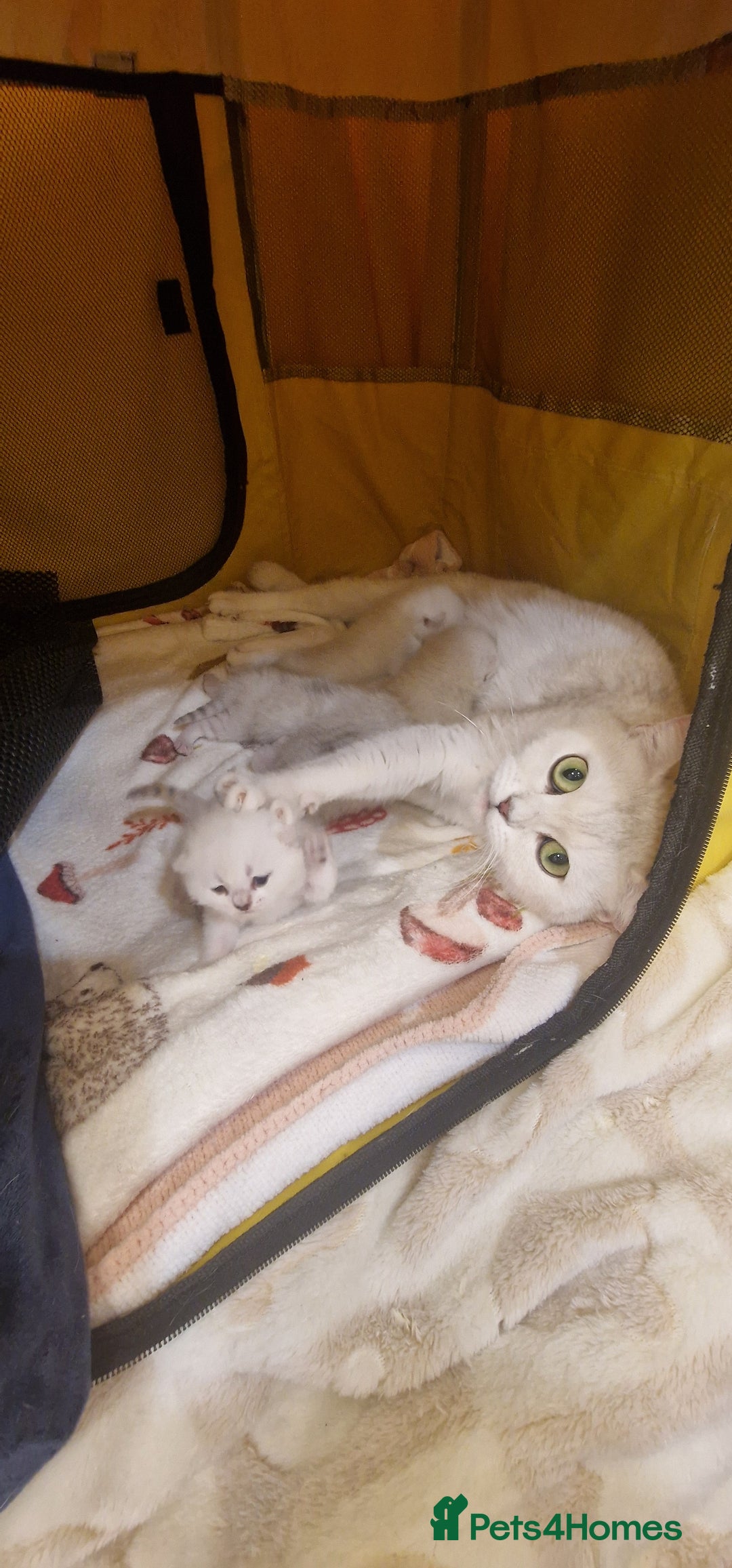 British Shorthair cats for sale: 💜British Shorthair Silver Chinchilla🧡 - Advert 6