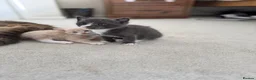 Mixed Breed cats for sale: Kittens  - Advert 6