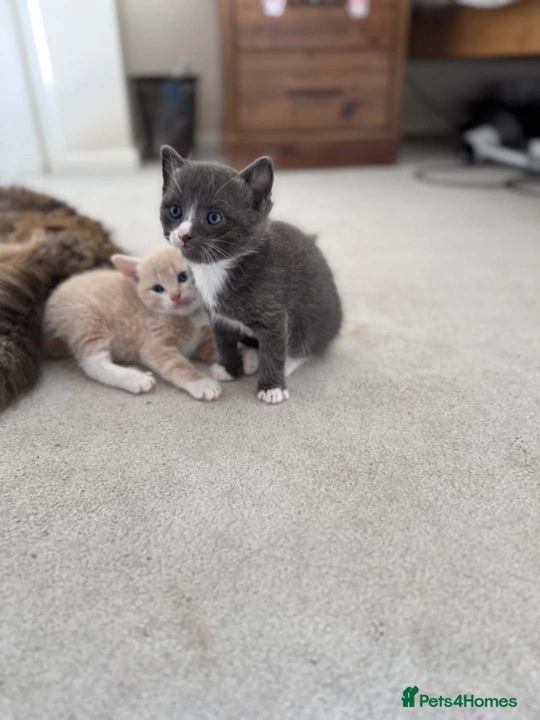 Mixed Breed cats for sale: Kittens  - Advert 6