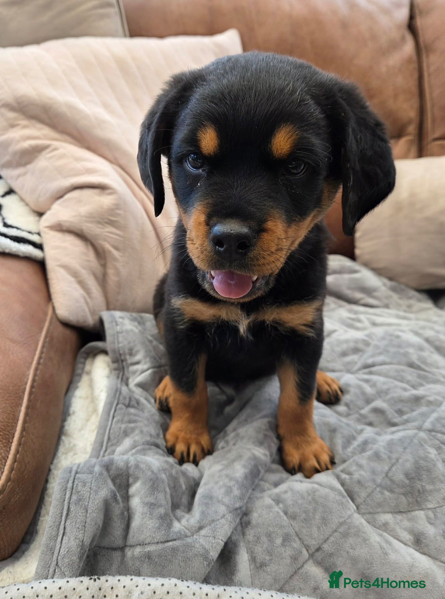 Rottweiler dogs Long haired Rottweiler  - Advert 5