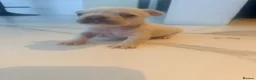 French Bulldog dogs for sale:  KC Registered Platinum French Bulldog Puppy🐾 in Dunstable - Advert 3