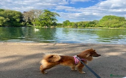 German Spitz dogs for sale: German Spitz girl  - Image 3