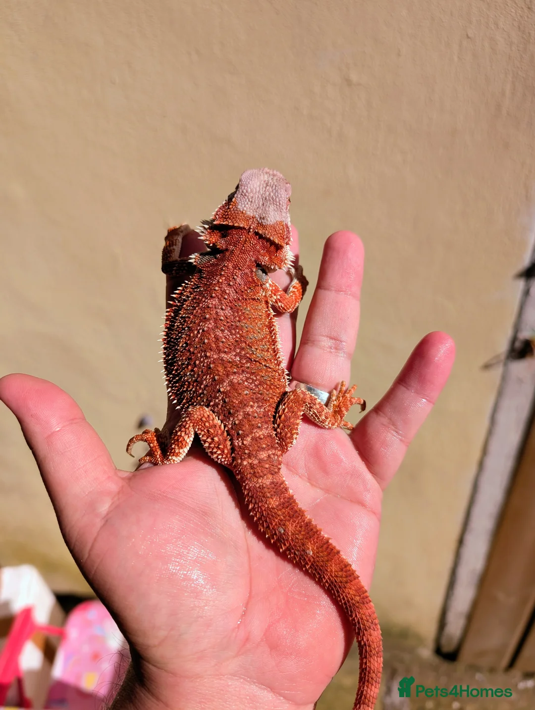 Bearded Dragon reptiles for sale: Two female bearded dragons  - Advert 1