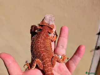 Bearded Dragon reptiles Two female bearded dragons - Advert 1