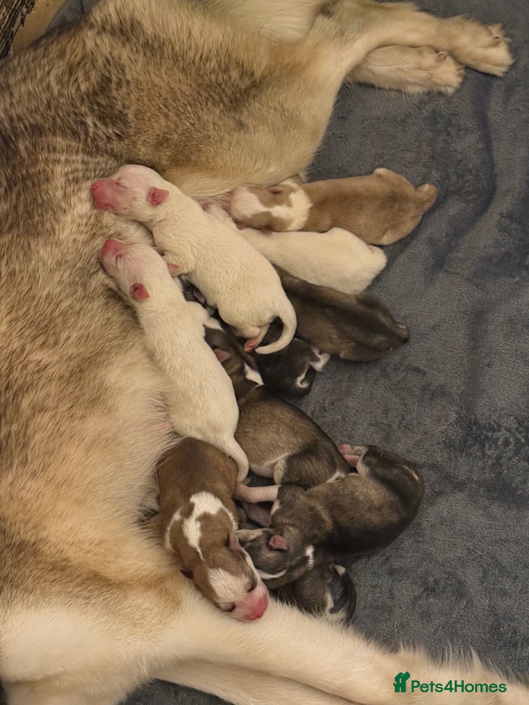Siberian Husky dogs for sale: 11 stunning Siberian husky puppies for sale  - Image 2