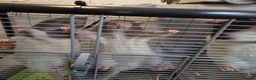 Rat rodents for sale: 5 male rats with large Savic Cage in York - Advert 3
