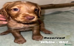 Cocker Spaniel dogs for sale: Beautiful Working Cocker Spaniels WF9 1ET  - Advert 9