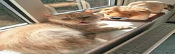 Mixed Breed cats for adoption: Cuddly Georgette would love a home of her own - Advert 4