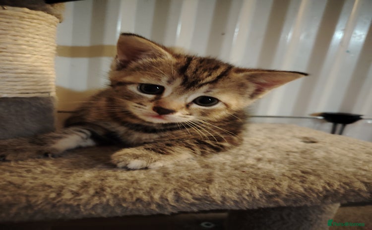 Mixed Breed cats - Advert 2