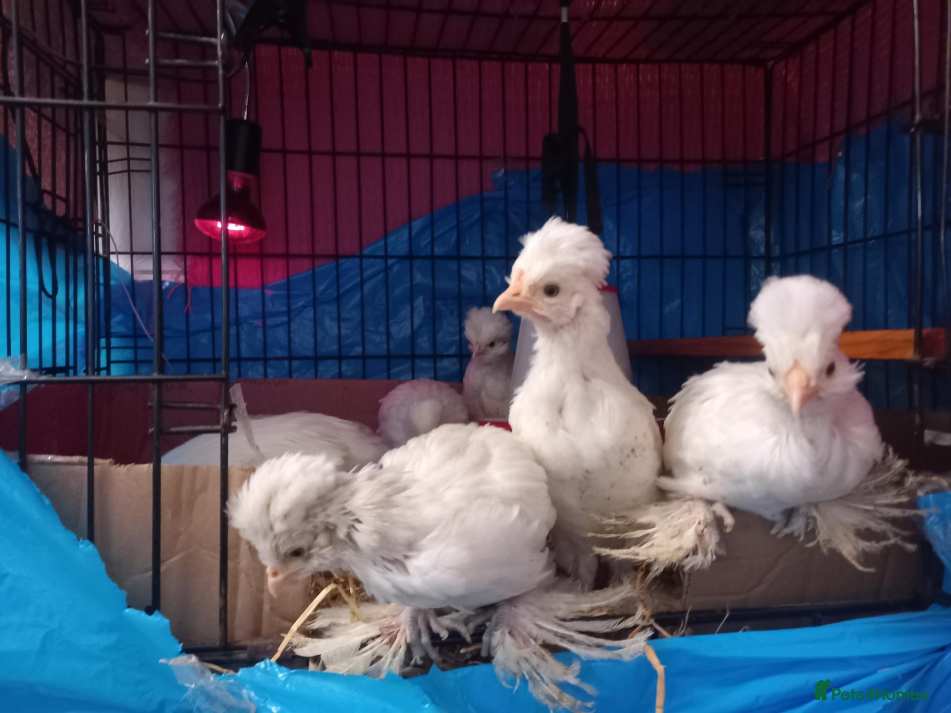 Chickens poultry Rare ornamental young sultan chickens - Advert 1