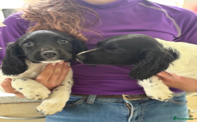 English Springer Spaniel dogs - Advert 4